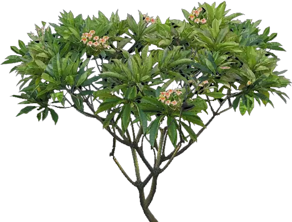 Download Plumeria Tree Png Plumeria Alba Tree Png Full Plumeria Png Banana Tree Png