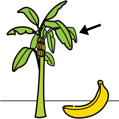 Banana Tree In Arasaac Global Symbols Clip Art Png Banana Tree Png