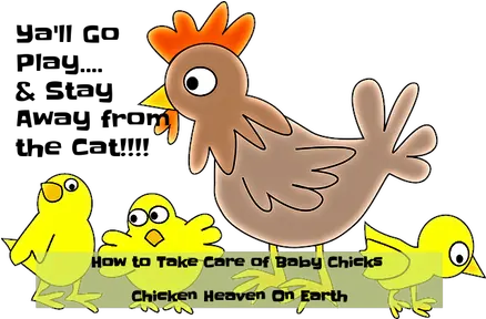 How To Take Care Of Baby Chicks Basics Take Care Of Baby Chicks Png Baby Chick Png png