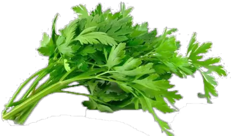 Batang Sup Celery U2013 Samaa Fruits U0026 Vegetables Transparent Parsley Leaves Png Celery Png