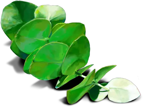 Oobites Eucalyptus Leaves Transparent Png Full Size Png Eucalyptus Png