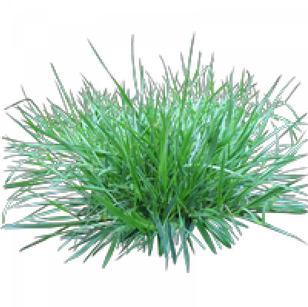 Fountain Grass Png Transparent Images Transparent Background Small Grass Png Fountain Grass Png