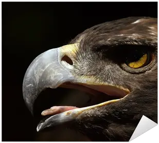 Golden Eagle Head Sticker U2022 Pixers We Live To Change Hawk Png Eagle Head Png