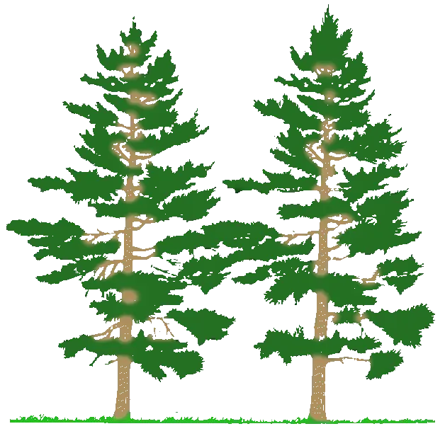 Download Pine Tree Black And White Image Clipart Png Free Types Of Forest Fire Pine Tree Branch Png