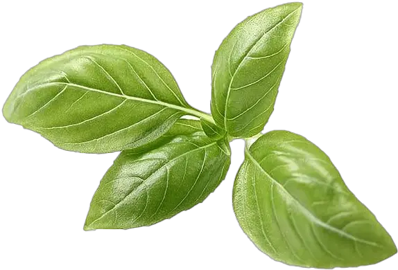 Pesto Leaves Png All Png Pesto Leaves Tea Leaves Png