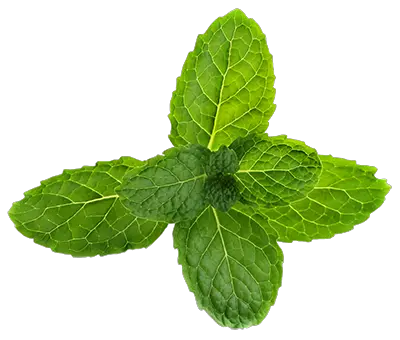 Download Hd Pepermint Png Mint Flower Png Transparent Png Mint Flower Png Mint Transparent