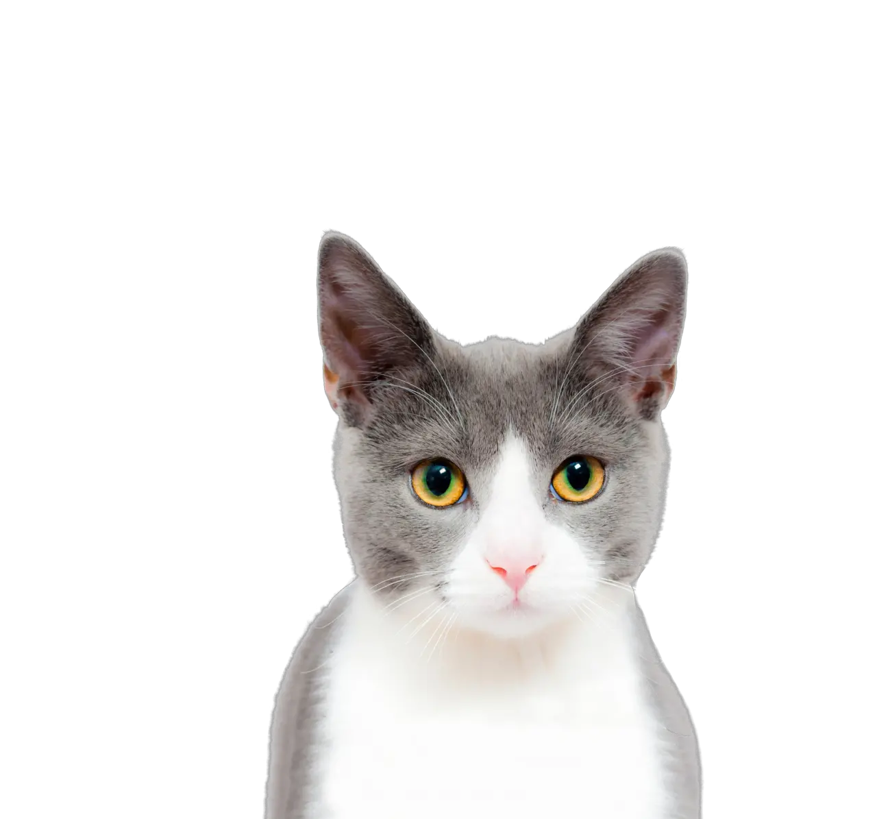 Cat Play And Toys Kitten Dog Pet Cat Face Closeup Png Transparent Cat Face Png Cat Png Transparent png