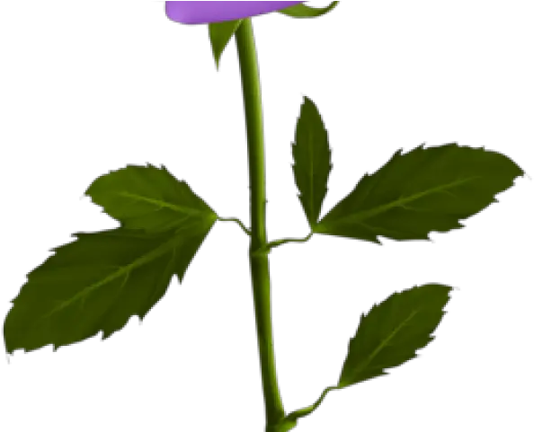 Download Hd Blue Rose Clipart Transparent Rose Good Transparent Flower Stem Png Rose Clipart Transparent