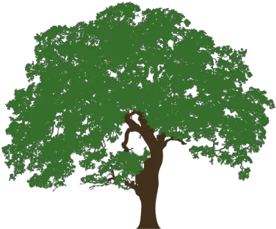 Download Texas Live Oak Illustration Oak Tree Clip Art Png Texas Silhouette Png