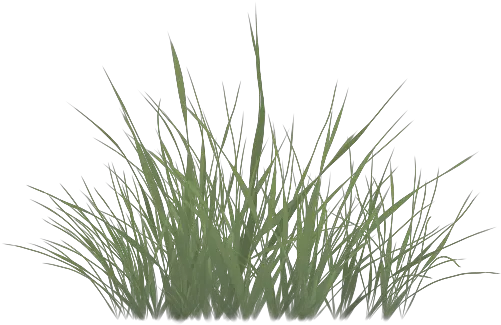 Sweet Grass Vetiver Commodity Unity Billboard Grass Texture Png Grass Texture Png