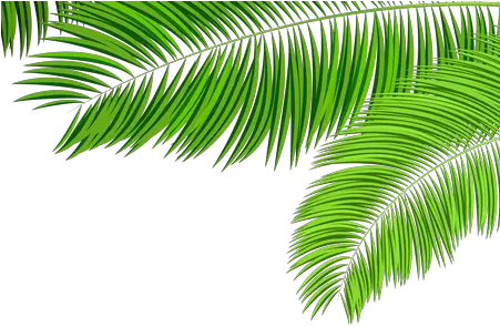Download Hd Green Tropical Leaf Png K Palm Tree Leaves Images Png Tropical Leaf Png