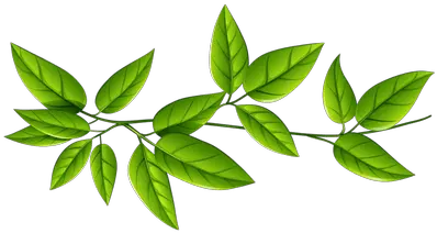 Isolated Star Green Leaf Transparent Png Stickpng Free Png Stick Png