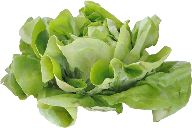 Lettuce Png Jpg Free Stock Cabbage Romaine Computer File Lettuce Plant Png Cabbage Png