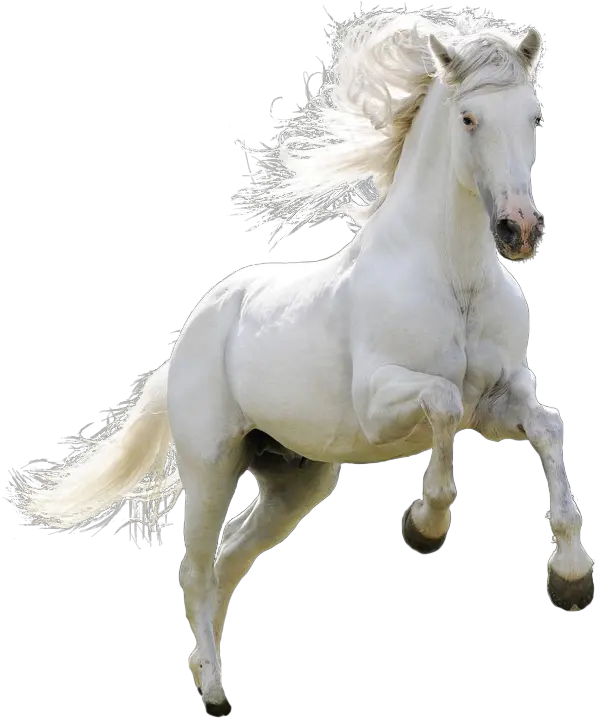 Mongolian Horse Arabian Ferghana Akhal Teke Pony White Horse Png Horse Transparent Background