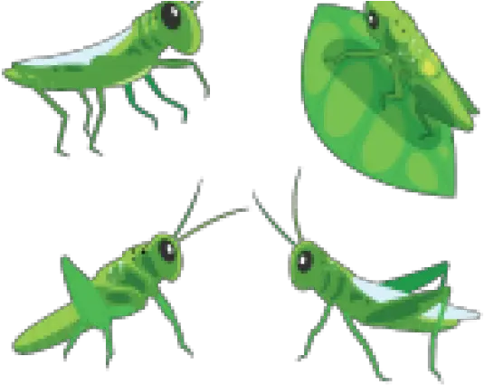 Grasshopper Cartoon 11 178 X 178 Webcomicmsnet Viaje De Los Grillos Png Grasshopper Png