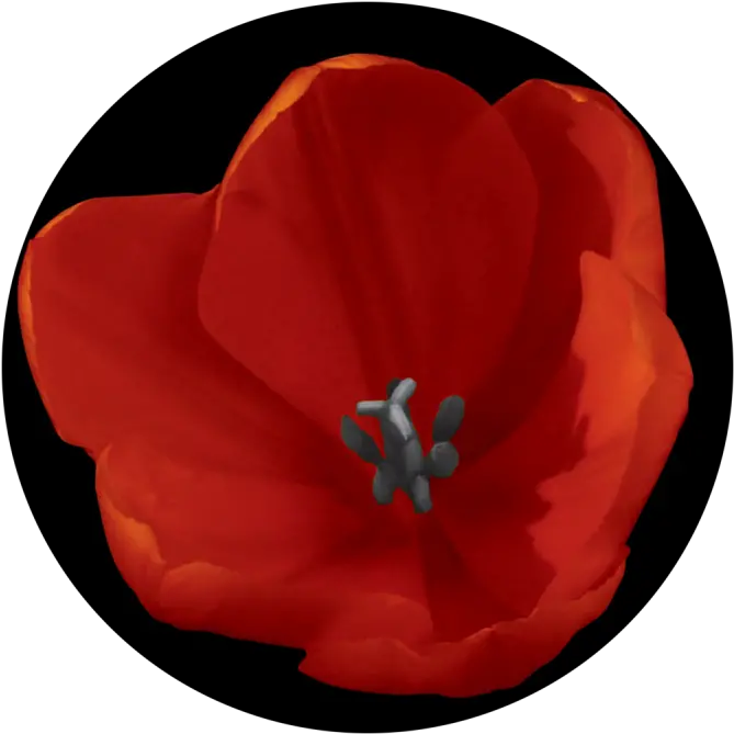 Download Red Tulip Corn Poppy Full Size Png Image Pngkit Corn Poppy Corn Stalk Png