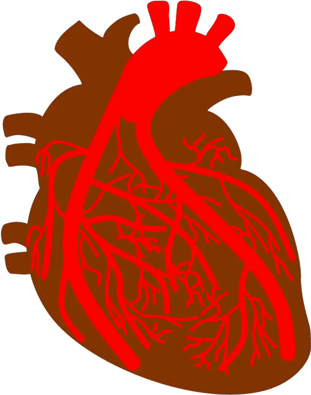 Free Heart Clipart Background Images Png Files Heart And Blood Vessel Clipart Transparent Turkey Clipart Png