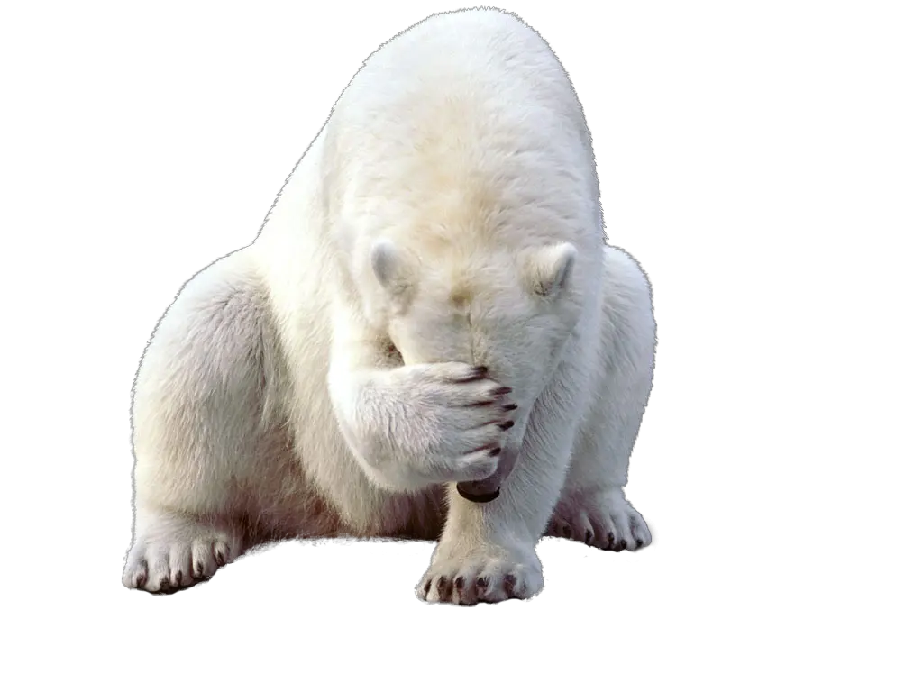 Polar Bear Png Clipart Web Icons Sad Polar Bear Png Bear Png