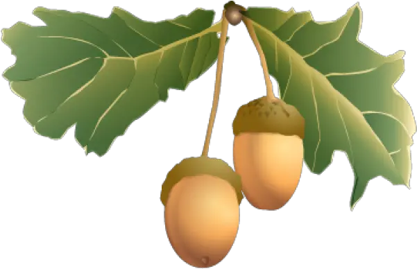 Acorn Fruit Png With Green Leaves Images Download Acorns Leaves Transparent Background Fruit Tree Png