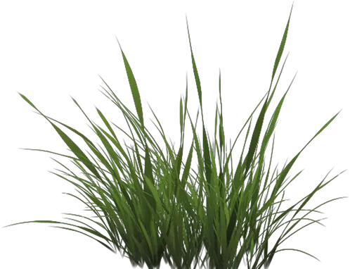 Learnopengl Blending Alpha Grass Texture Png Grass Top View Png