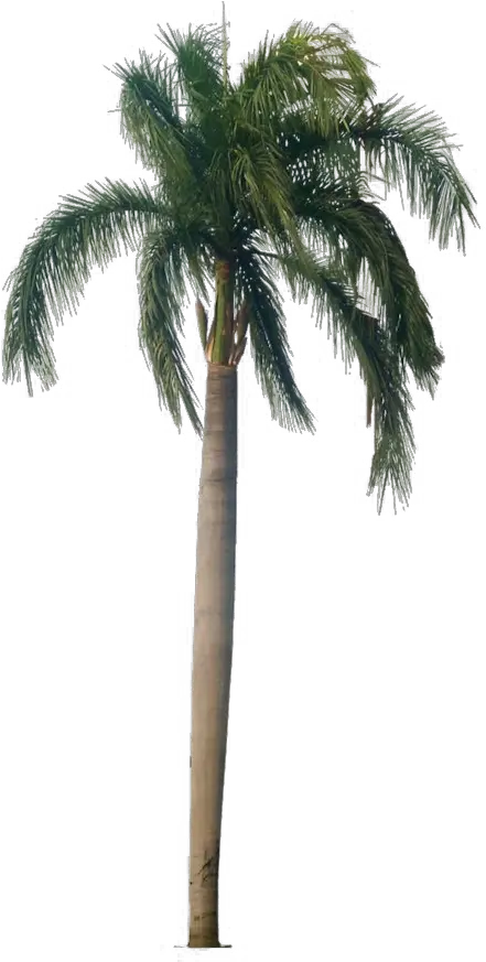 Tropical Palm Tree Png Hd Quality Play Roystonea Regia Png Palm Png