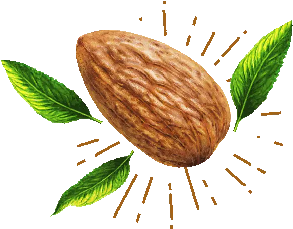 Almond Png
