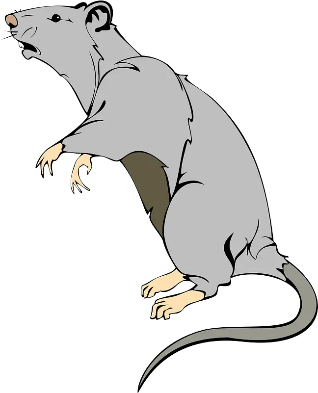 Rat Clipart Free Download Transparent Png Creazilla Transparent Rat Cartoon Rat Png