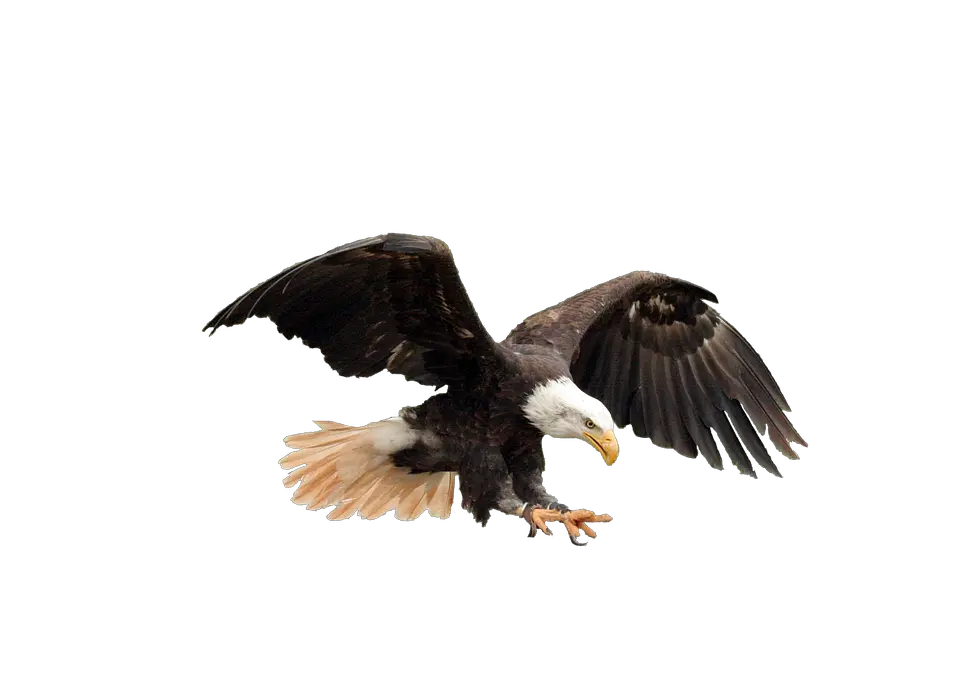 Meet Our Breathtaking Bateleur Eagle U0026 See Them In The Wild Eagle Hd Images Png Bald Eagle Png