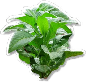 Download Tobacco This Plant Tabac Png Plant Transparent