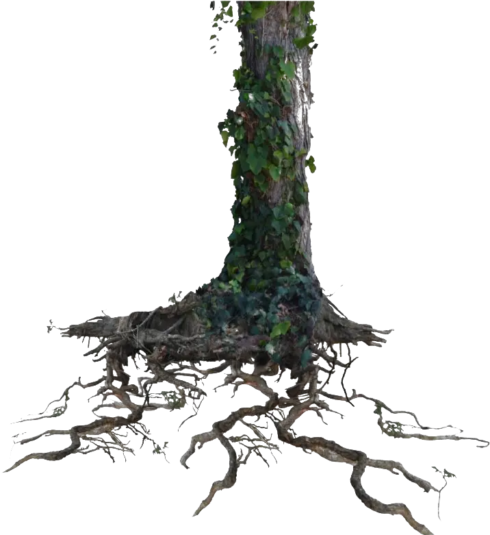 Tree Trunk Png Clipart Mart Root Stem Leaf Tree Branch Clipart Png