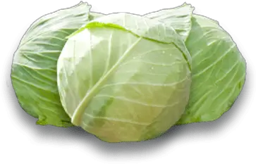 White Cabbage Transparent Png Stickpng White Cabbage Png Cabbage Png