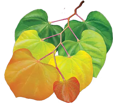 Under The Canopy Tree Guide Media Page Anthurium Png Tree Canopy Png