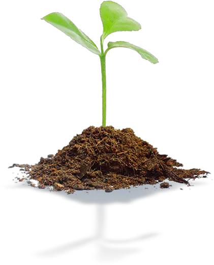 Soil Treatment Biofertilizers And Biostimulants Algenol Young Tree Plant Png Soil Png