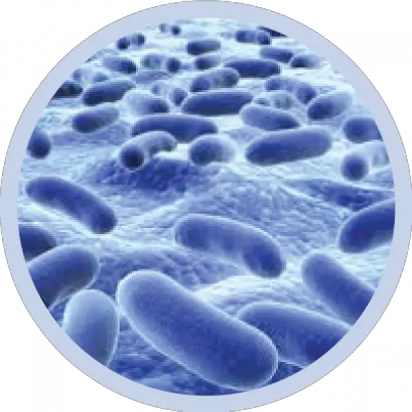 Bacteria Png Transparent Image Bacteria Round Bacteria Transparent Background