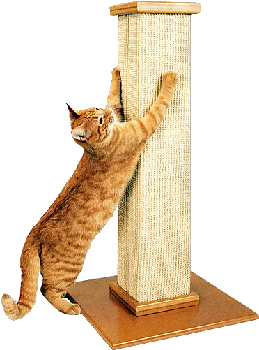 Smart Cat Cat Scratching Post Png Scratch Cat Png