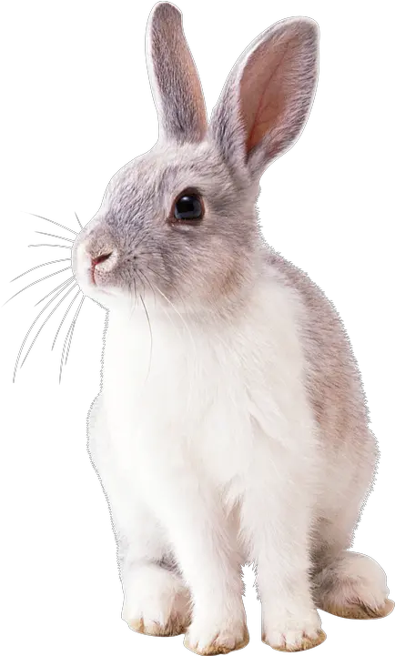 600 Free Rabbit Ears U0026 Images Pixabay Bunny Png Bunny Ears Transparent