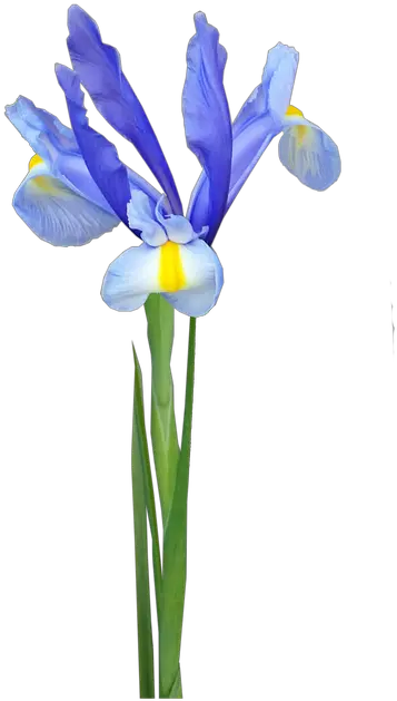 Flower Stem Blue Free Image On Pixabay Algerian Iris Png Iris Flower Png