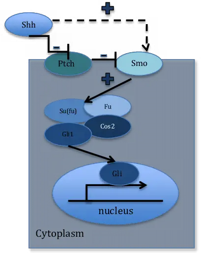 Hedgehog Signaling Pathway Hedgehog Pathway Pancreatic Cancer Png Shh Png