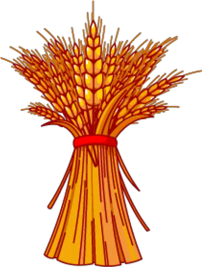 Bundle Png And Vectors For Free Download Dlpngcom Clip Art Grain Of Wheat Corn Stalk Png