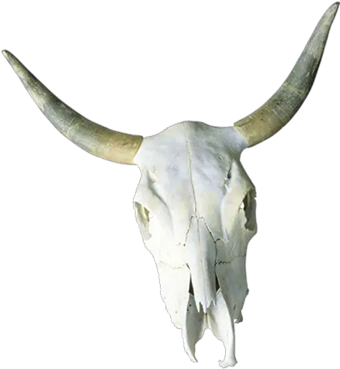 Cattle Skull Horn Bone Cow Skull Free Transparent Png Cow Skull Png