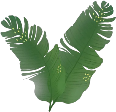 Download Leaves Palm Tree Hd Png Download Uokplrs Sabal Palmetto Banana Tree Png