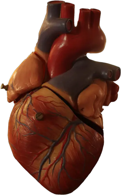 Download Free Png Heart Transparent Human Picture 1694335 Real Heart Picture No Background Human Heart Png