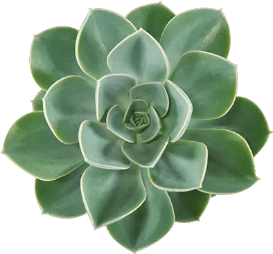 Pearls Succulents Consists Echeveria From Ovata Echeveria Green Pearl Png Succulent Icon Transparent