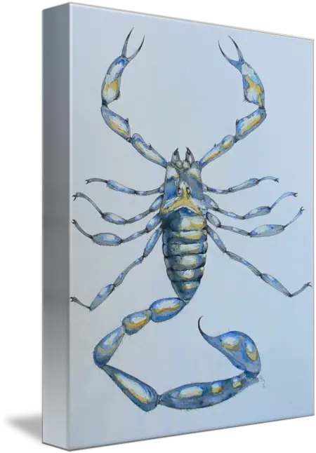 Scorpion Scorpio Arachnid Blue By Pete Janes Insect Png Scorpion Transparent Background