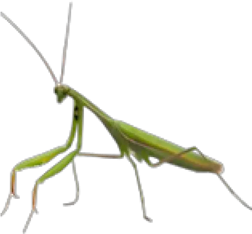 About Damian Transparent Praying Mantis Png Praying Mantis Png