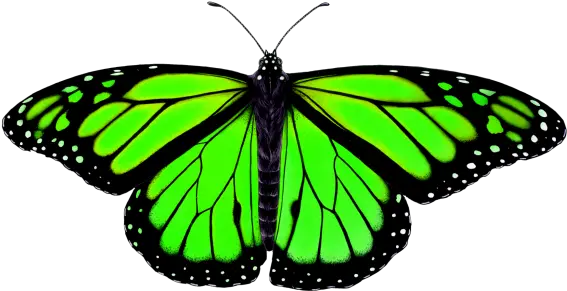 Butterfly Png Transparent Image Animal Symmetry In Nature Butterfly Symmetry In Nature Butterfly Png Transparent png