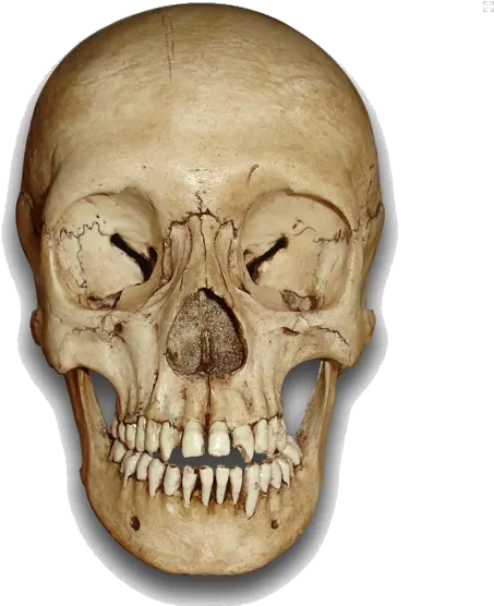 Download Hd Skeleton Head Png File Head Skull Human Free Skull Head Png