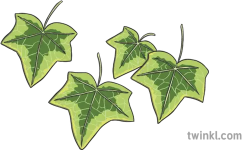 Ivy Leaves Illustration Twinkl Hojas De Hiedra Para Colorear Png Holly Leaves Png