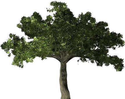 Ficus Tree Plant Microcarpa Banyan C Transparent Ficus Tree Png Fig Png