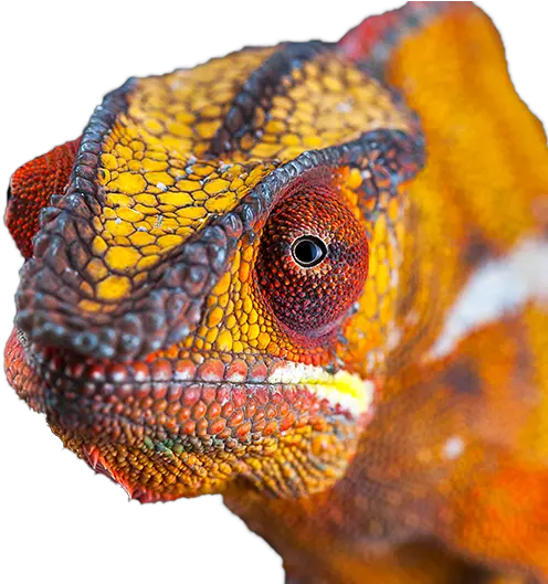 Vewme A Url Shortener For Old Desert Lizard And Friends Common Chameleon Png Lizard Transparent Background